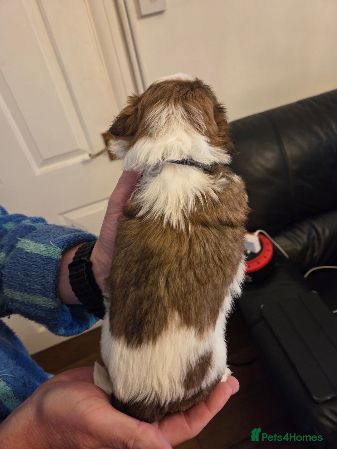 Shih Tzu dogs for sale: 5 stunning kc registered shih tzu pups - Image 4