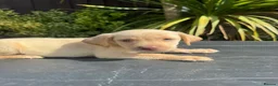 Labrador Retriever dogs for sale: ghost’s beautiful dozen - Advert 8