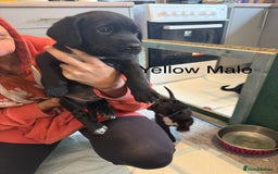 Mixed Breed dogs for sale: Beautiful Doberman X springer spaniel pups in Hawick - Image 34