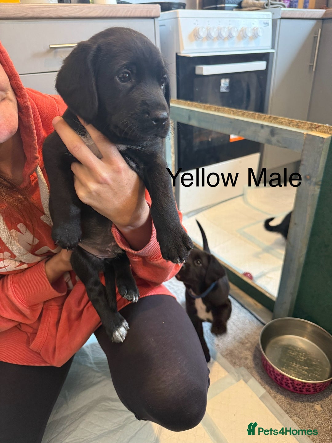 Mixed Breed dogs for sale: Beautiful Doberman X springer spaniel pups in Hawick - Image 34
