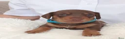 Dachshund dogs for sale: Stunning chunky Dachsund Puppies  in Braintree - Advert 13