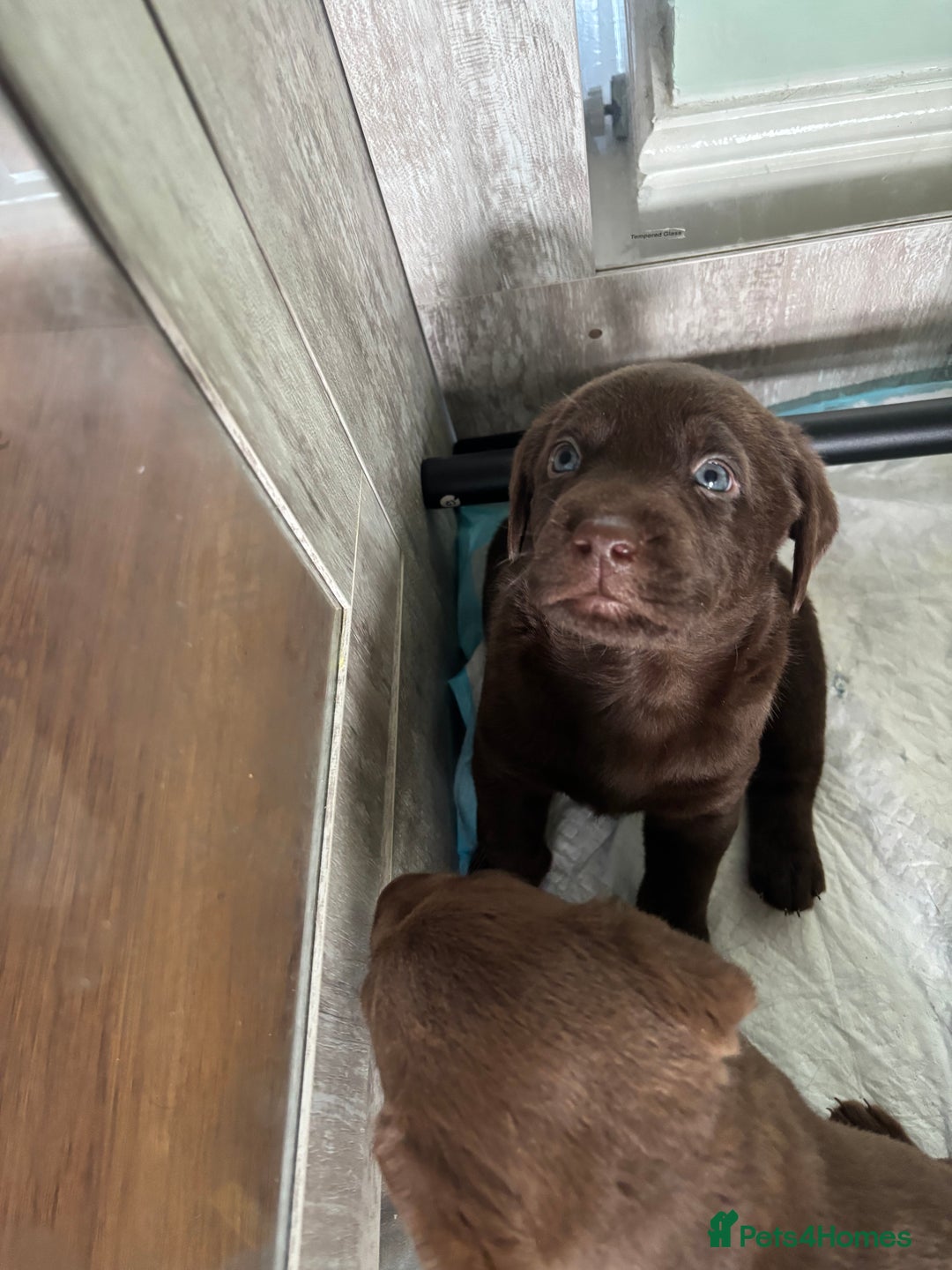 Labrador Retriever dogs for sale: Chocolate and Black Labrador Puppies - Advert 17