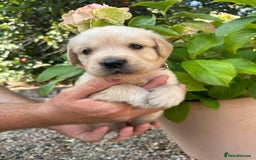 Golden Retriever dogs for sale: Golden retriever puppies - Image 4