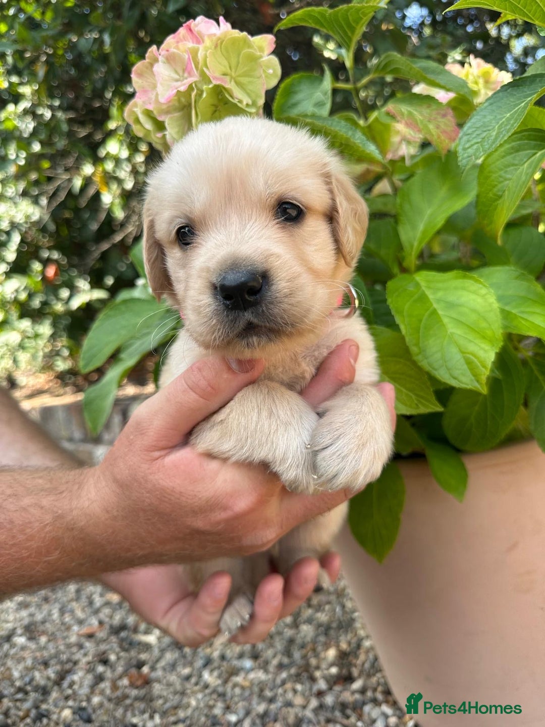 Golden Retriever dogs for sale: Golden retriever puppies - Image 4