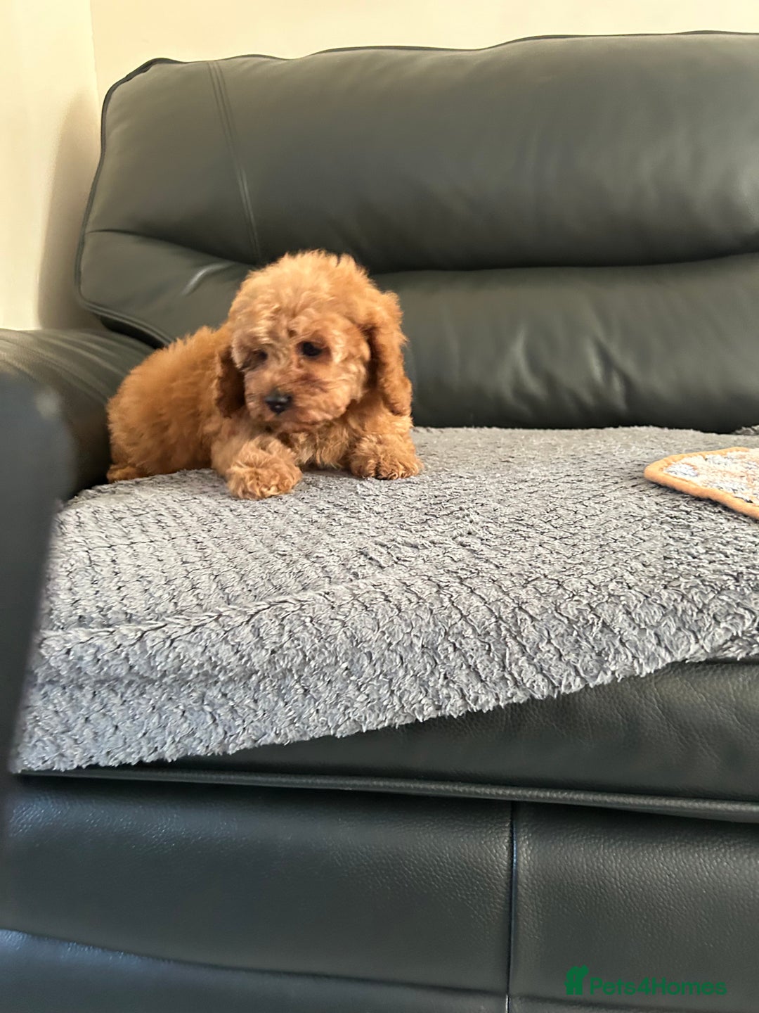 Cavapoo dogs for sale: Cavapoo puppies for sale  - Image 4