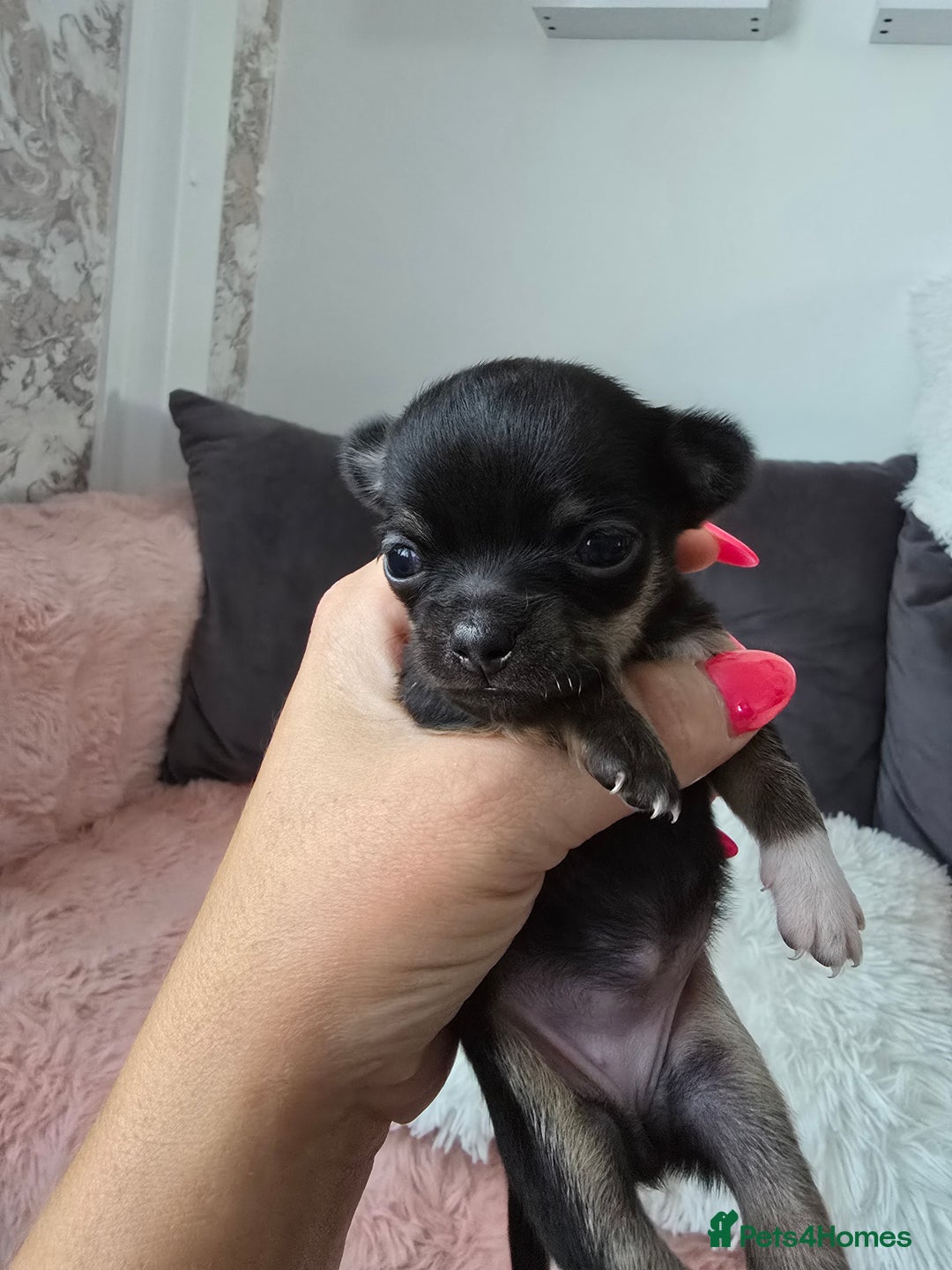Chihuahua dogs for sale: Full pedigree chihuahuas - Image 10