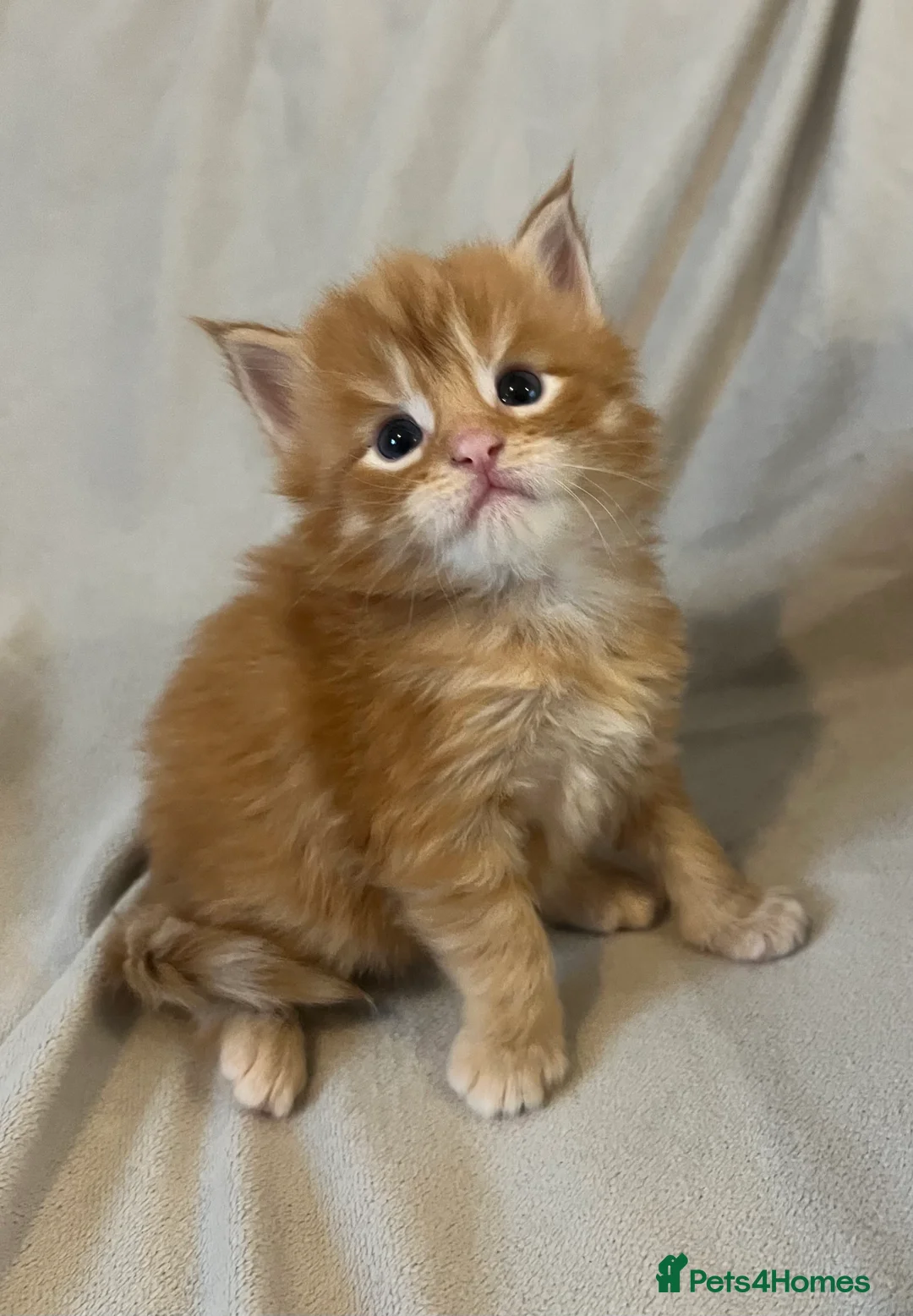 Maine Coon cats for sale: Beautiful and healthy litter of Maine coon kittens - Advert 19