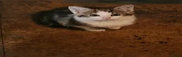 Mixed Breed cats for sale: 3 kittens  - Advert 2