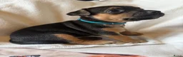 Jack Russell dogs for sale: Jack Russell puppies  - Advert 12