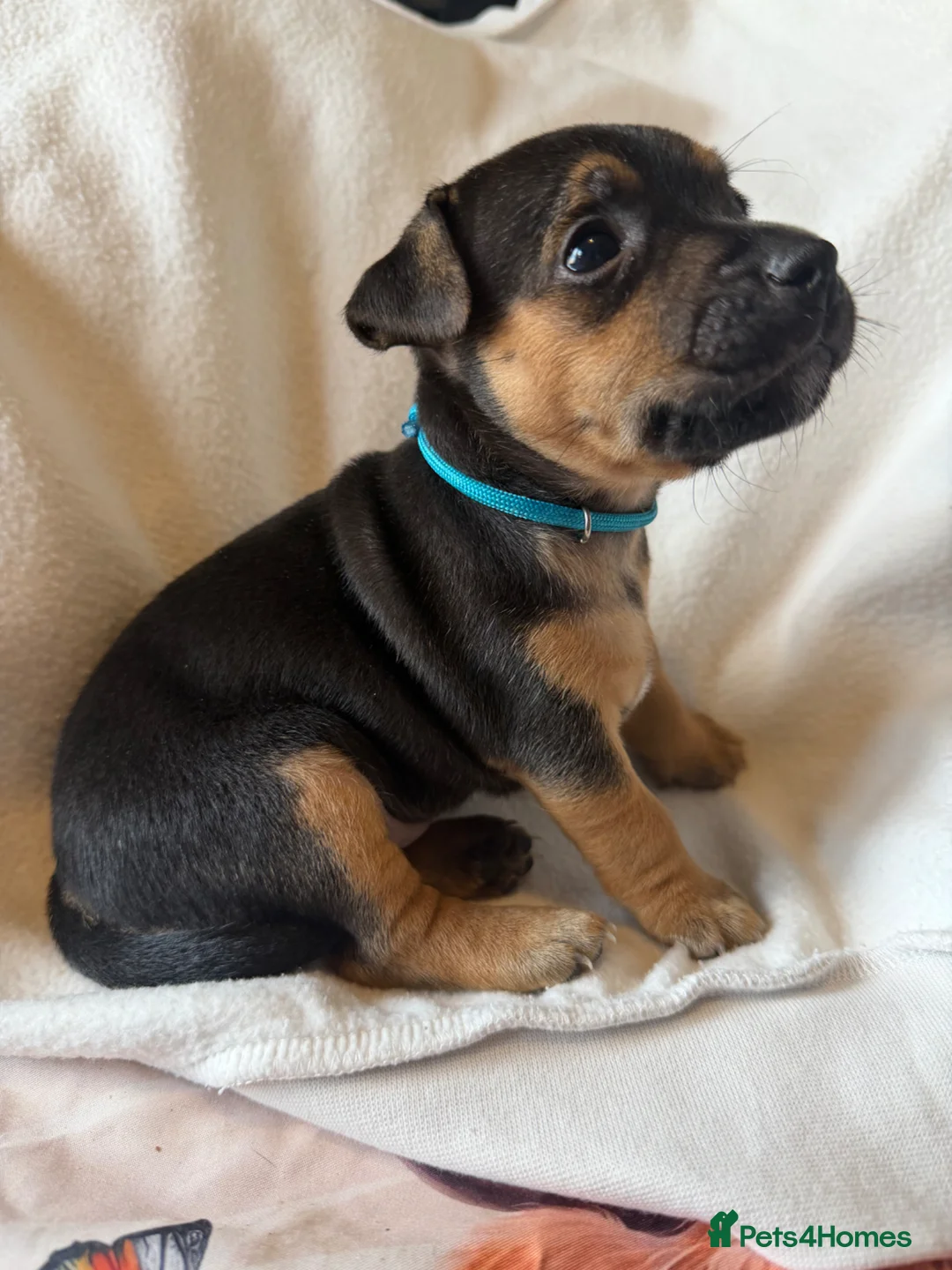 Jack Russell dogs for sale: Jack Russell puppies  - Advert 12