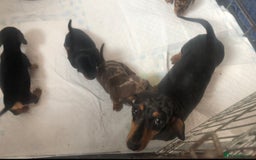 Miniature Dachshund dogs for sale: Minature daschund puppys - Image 10