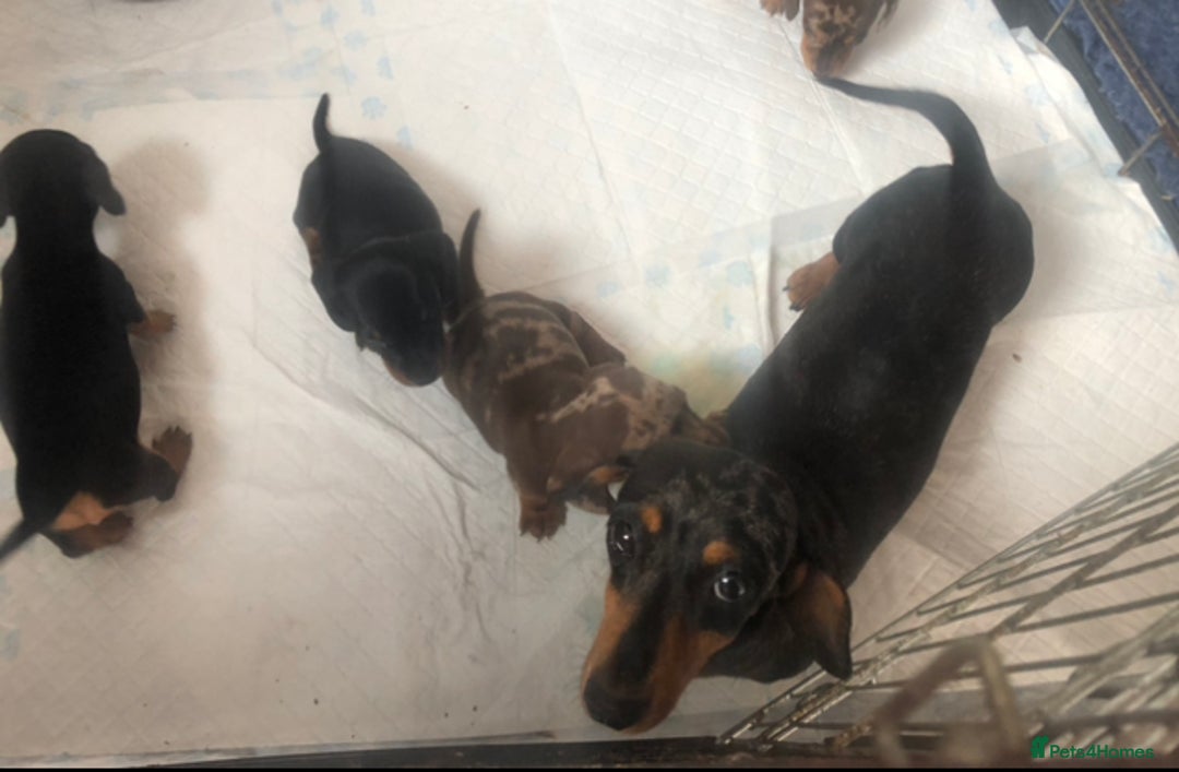 Miniature Dachshund dogs for sale: Minature daschund puppys - Image 10