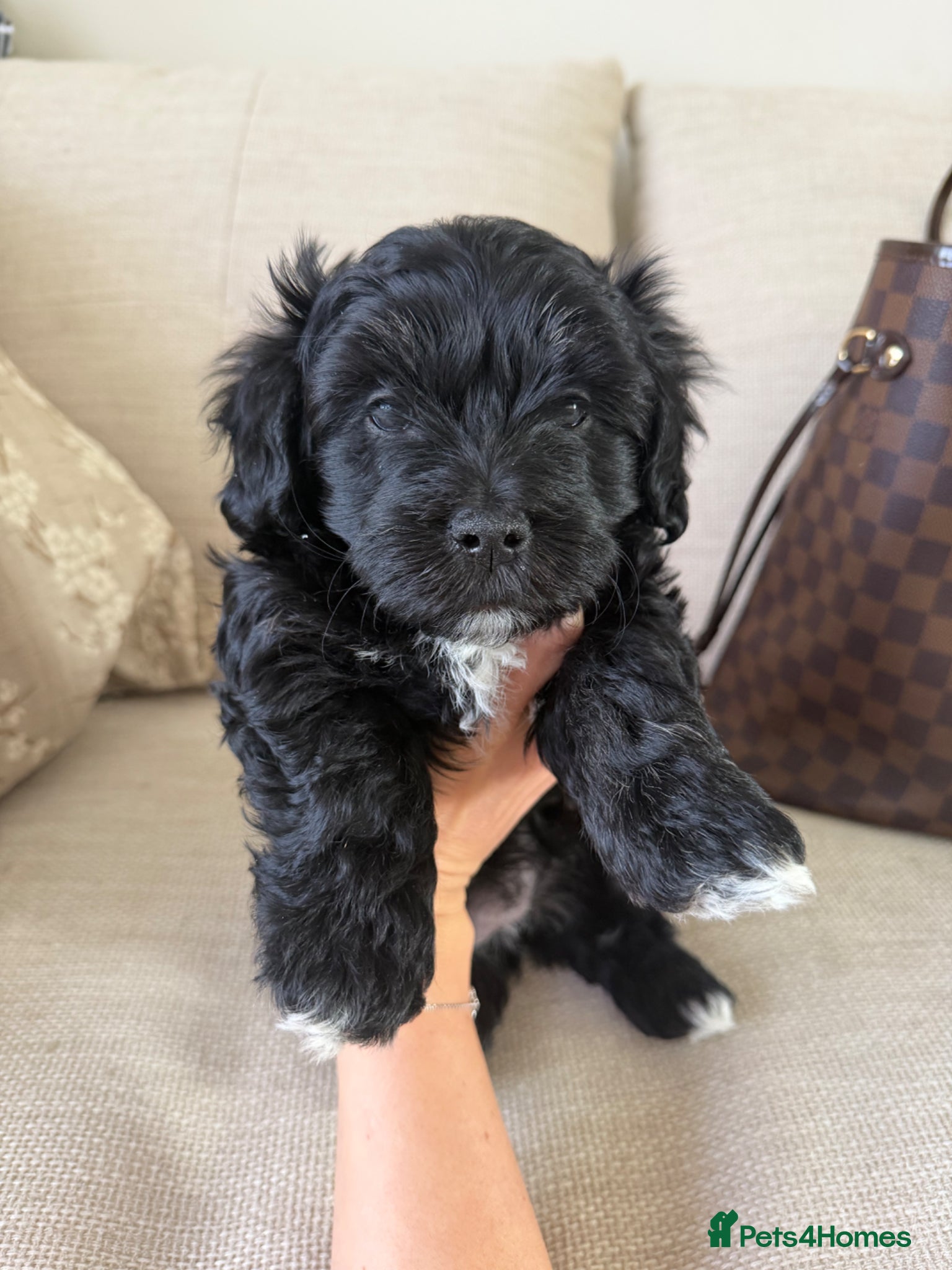 Maltipoo dogs Beautiful Litter of Four Puppies - Advert 1