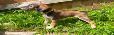 Saluki Puppy 1