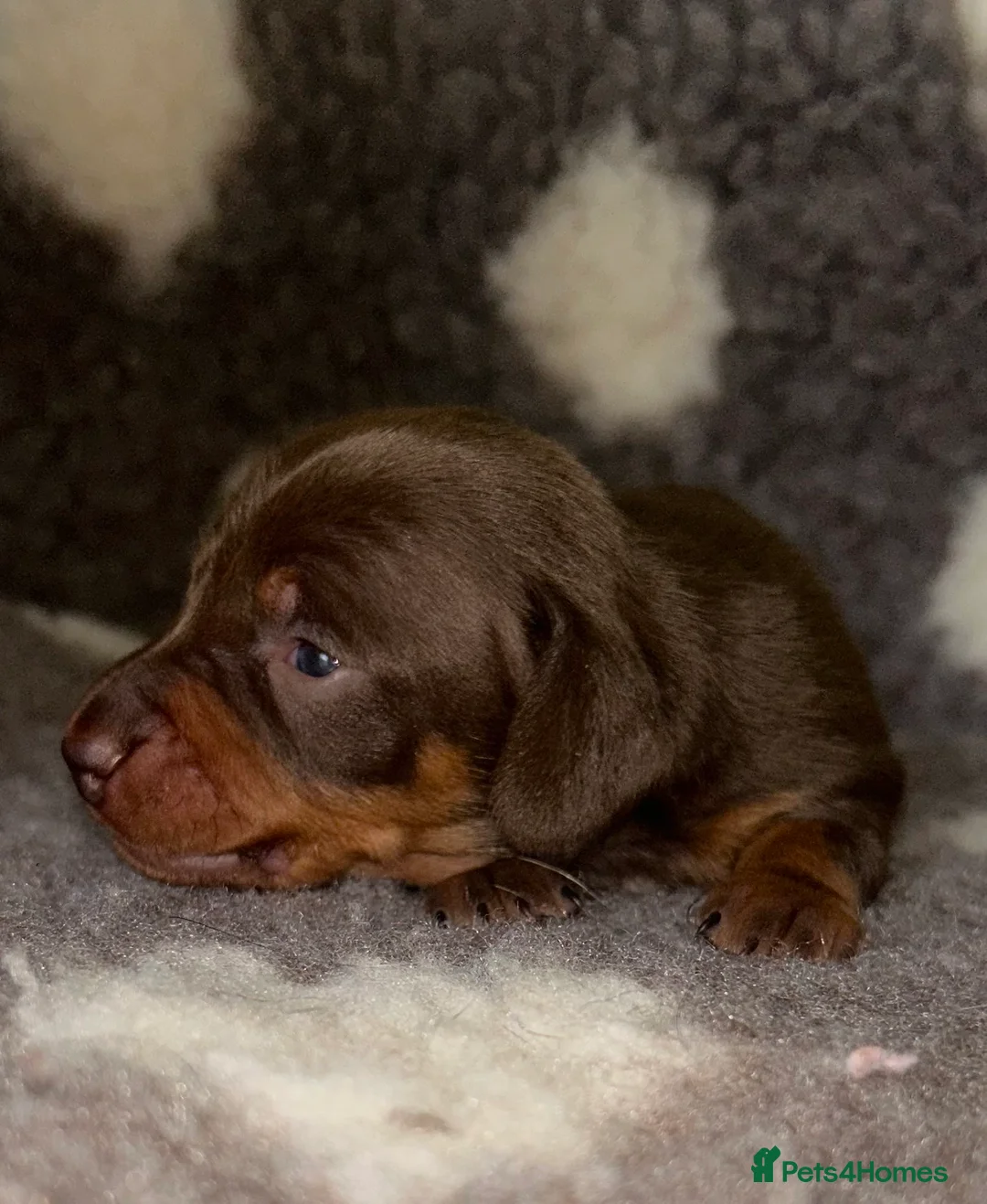 Miniature Dachshund dogs for sale: KC Registered Miniature Smooth Dachshund Puppies   - Advert 10