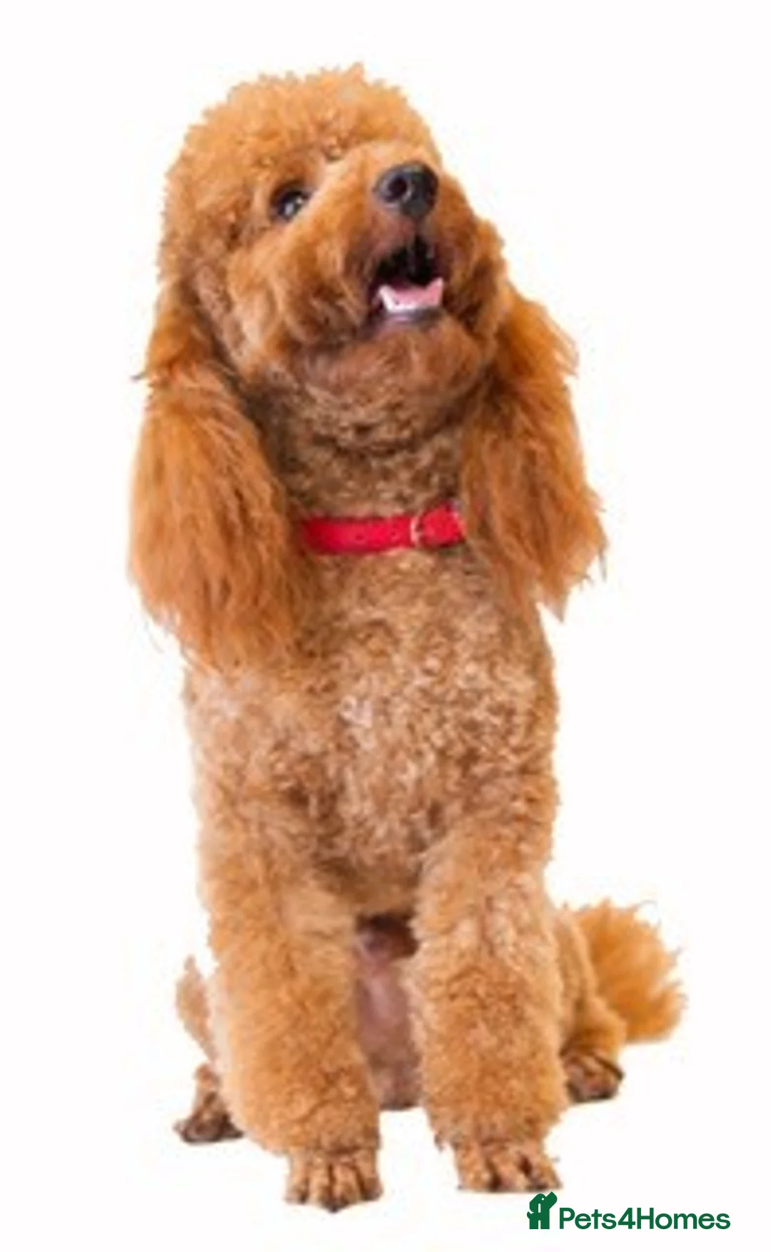 Miniature Poodle dogs for stud: Quality, Red Mini Poodle Stud, DNA Health Tests in Market Drayton - Advert 8