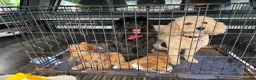 Cockapoo dogs for sale: Cockapoo f1b  - Advert 4