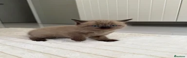Seal point girl
