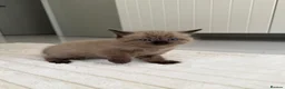 Ragdoll cats for sale: Ragdoll mix kittens  - Advert 15