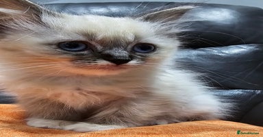 Ragdoll cats - Advert 1