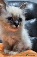 Ragdoll cats - Advert 1