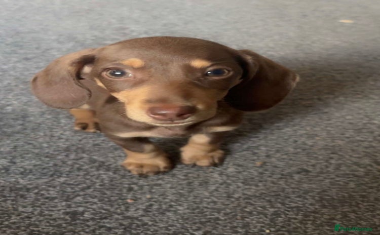 Miniature Dachshund dogs - Advert 4