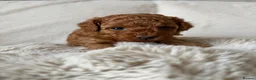 Cavapoo dogs for sale: Cavapoo puppies (Extensively health tested) F1b  - Advert 37