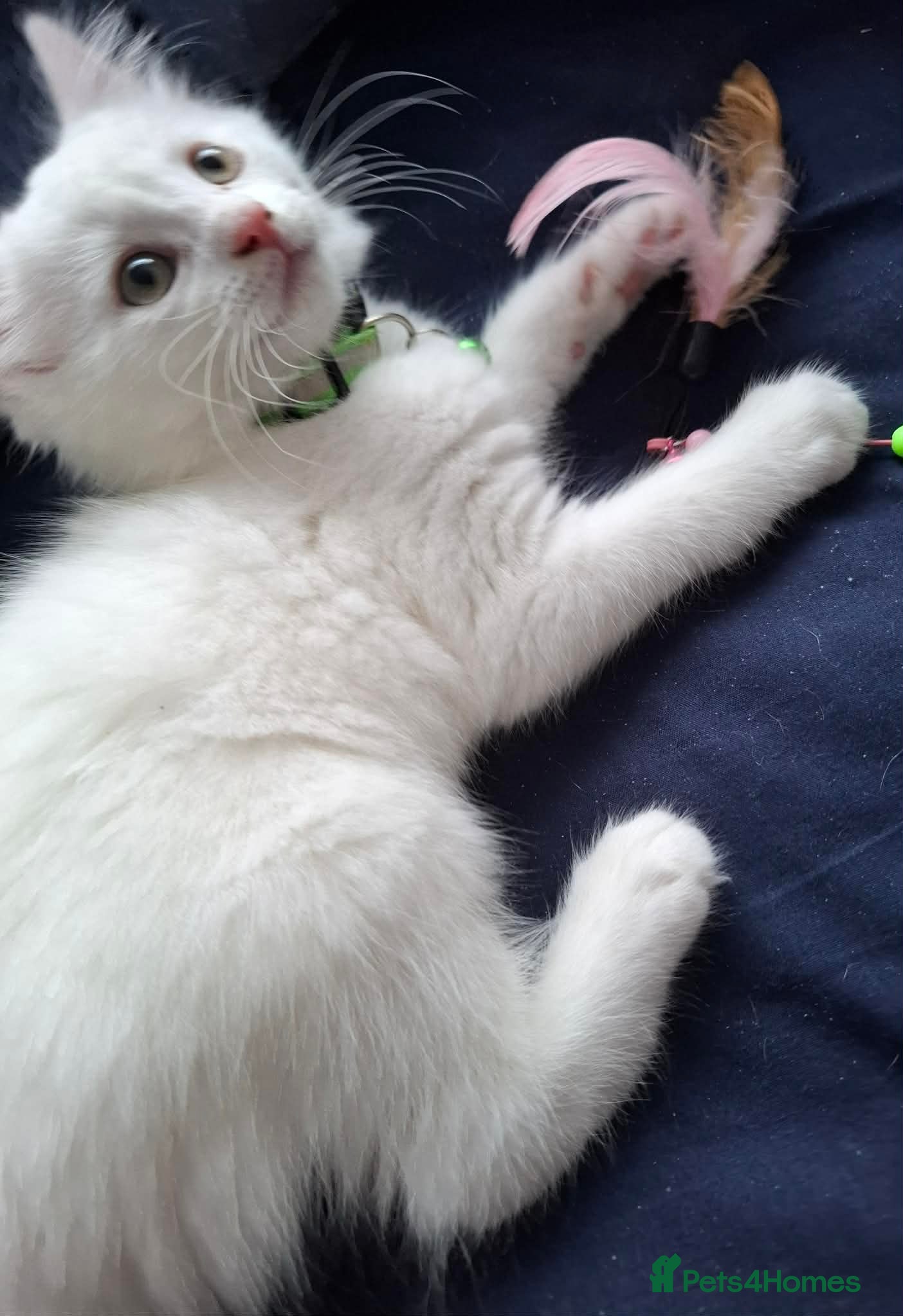 Mixed Breed cats for sale: 3 White Boy Kittens For Sale - Advert 14