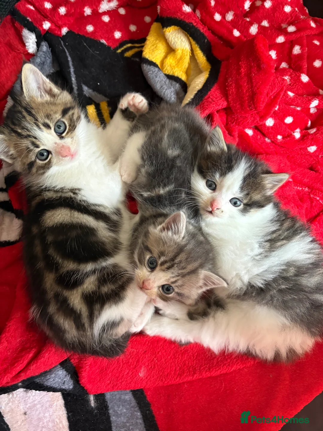 Mixed Breed cats for sale: Beautiful Persian Cross Kittens  - Advert 1