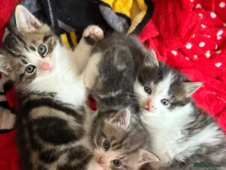 Mixed Breed cats Beautiful Persian Cross Kittens - Advert 1