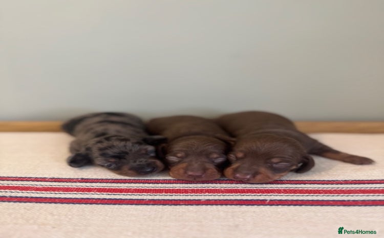 Miniature Dachshund dogs - Advert 16