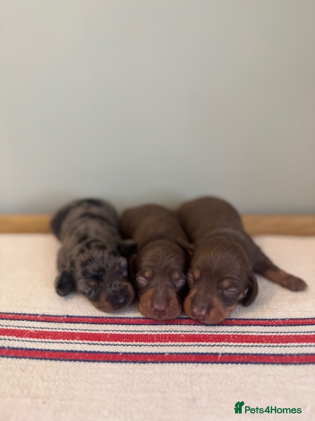 Miniature Dachshund dogs for sale: KC reg v small miniature smooth dachshund puppies - Image 1