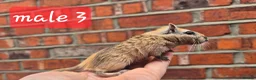 Gerbil rodents for sale: 8 gerbils looking for homes - Advert 6