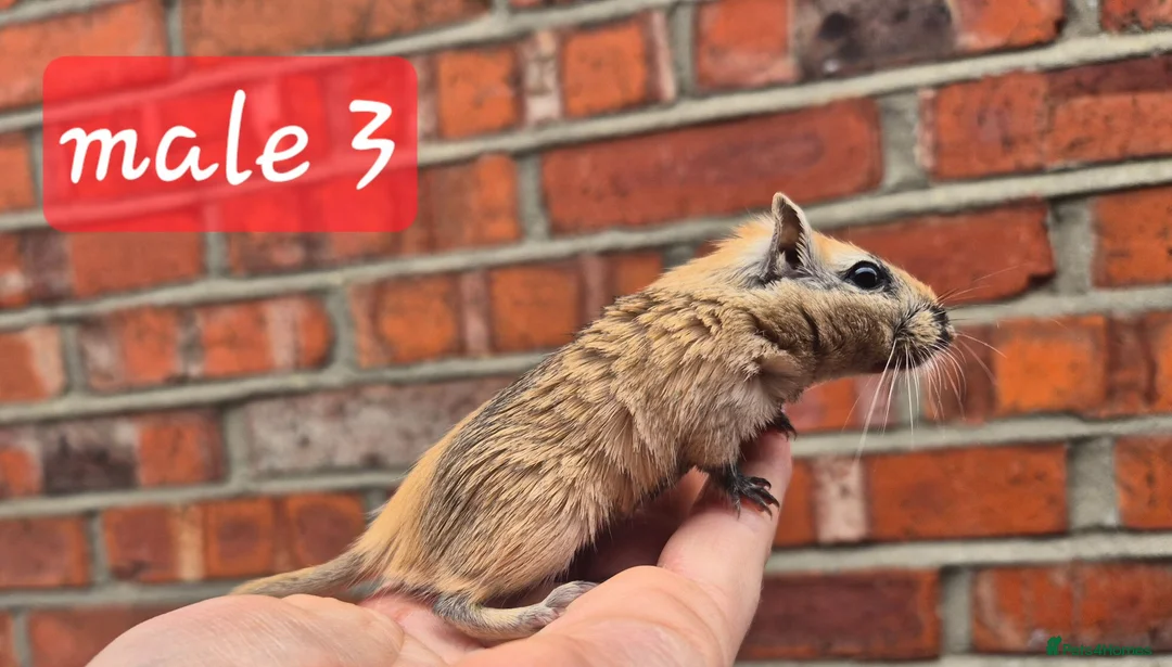 Gerbil rodents for sale: 2 brothers lookinf for homes  - Advert 2