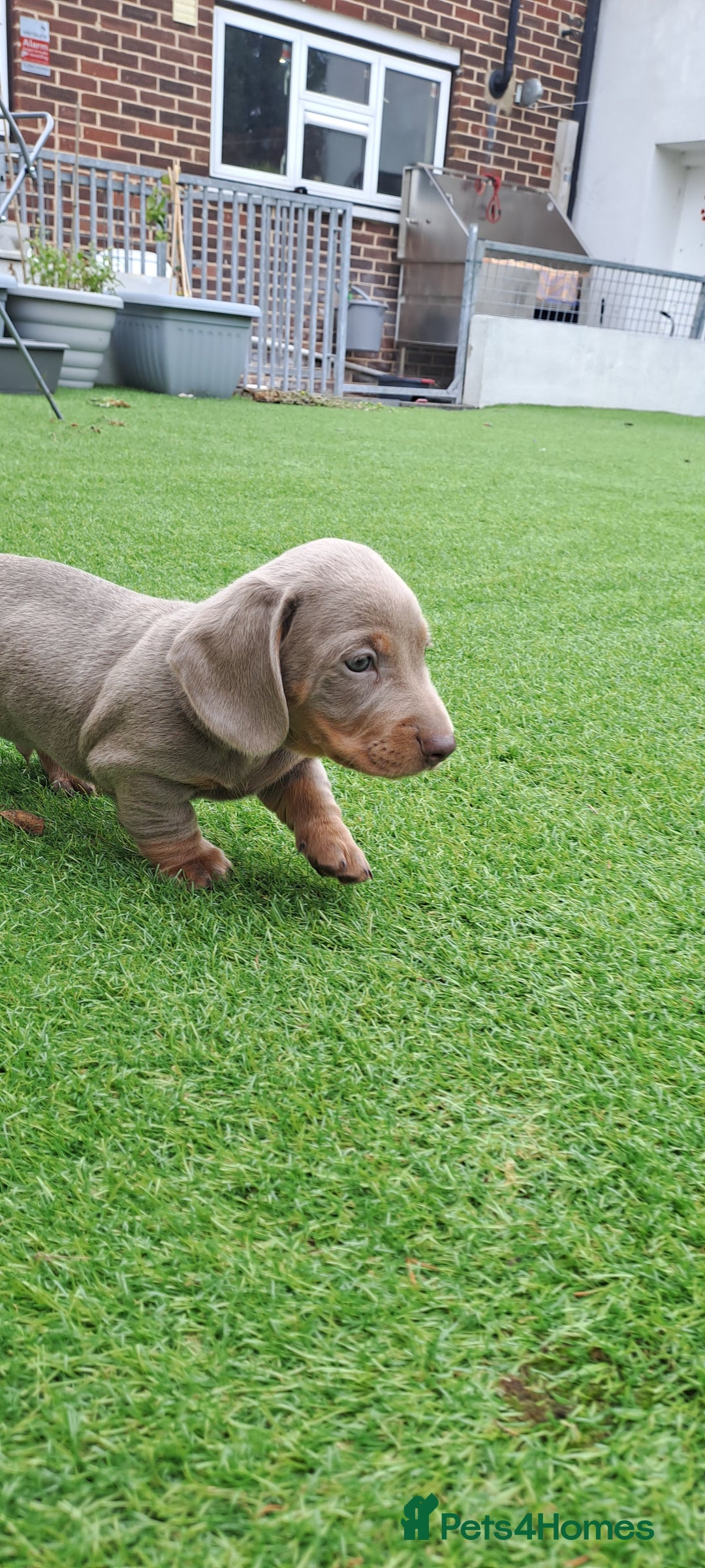 Miniature Dachshund dogs for sale: Miniature dachshund kc reg  - Image 5