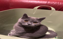 British Shorthair cats for sale: Gorgeous British Shorthair Kittens Chunky, Loving  - Image 31