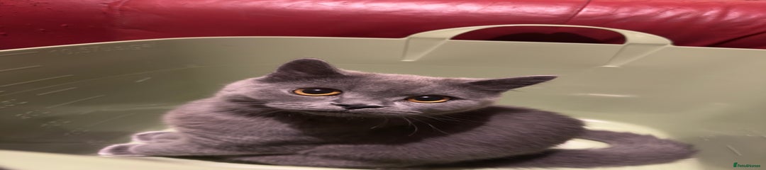 British Shorthair Kitten 2