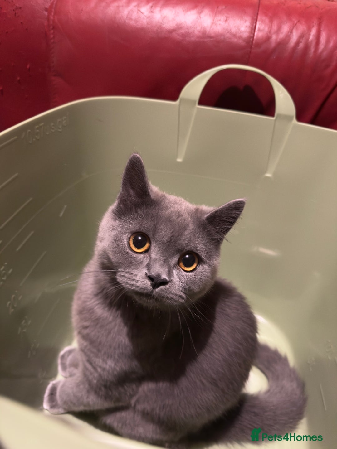 British Shorthair cats for sale: Gorgeous British Shorthair Kittens Chunky, Loving  - Image 31