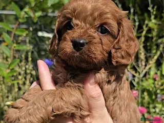 Cavapoo dogs Stunning Ruby Red Toy Cavapoo Puppies - Advert 2