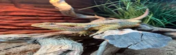 Bearded Dragon reptiles for sale: Male Bearded dragon  in Ashford - Advert 4
