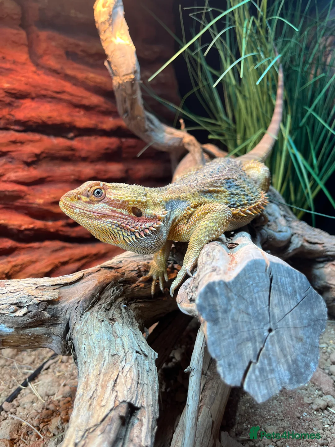 Bearded Dragon reptiles for sale: Male Bearded dragon  in Ashford - Advert 4