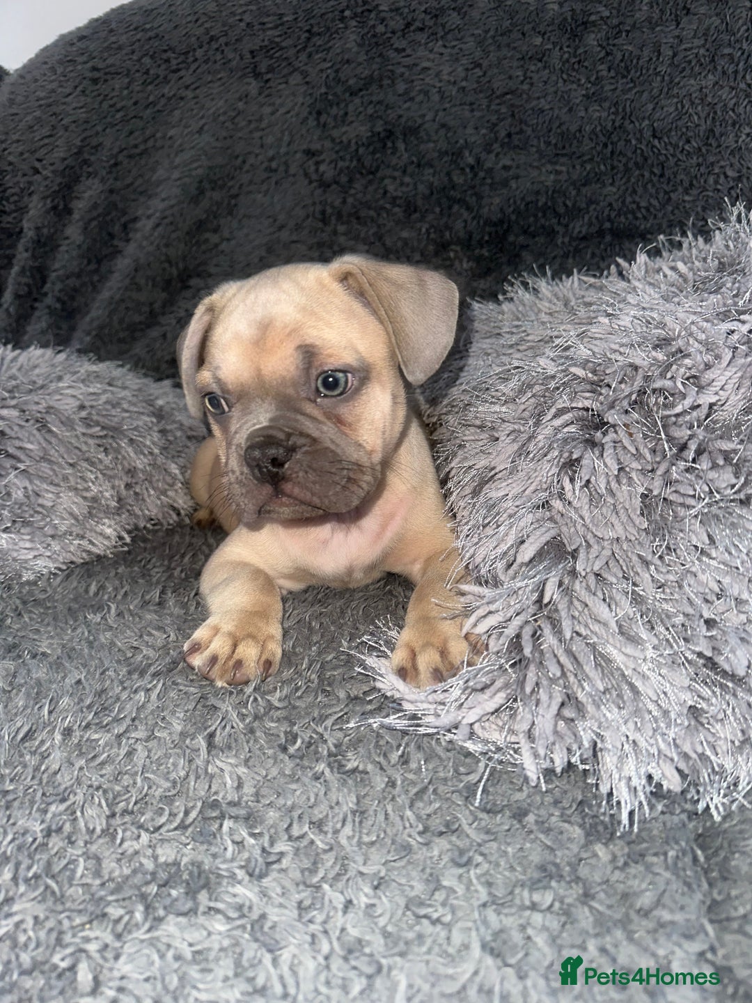 Mixed Breed dogs for sale: American bulldog X French bulldog last 3 left  - Image 10