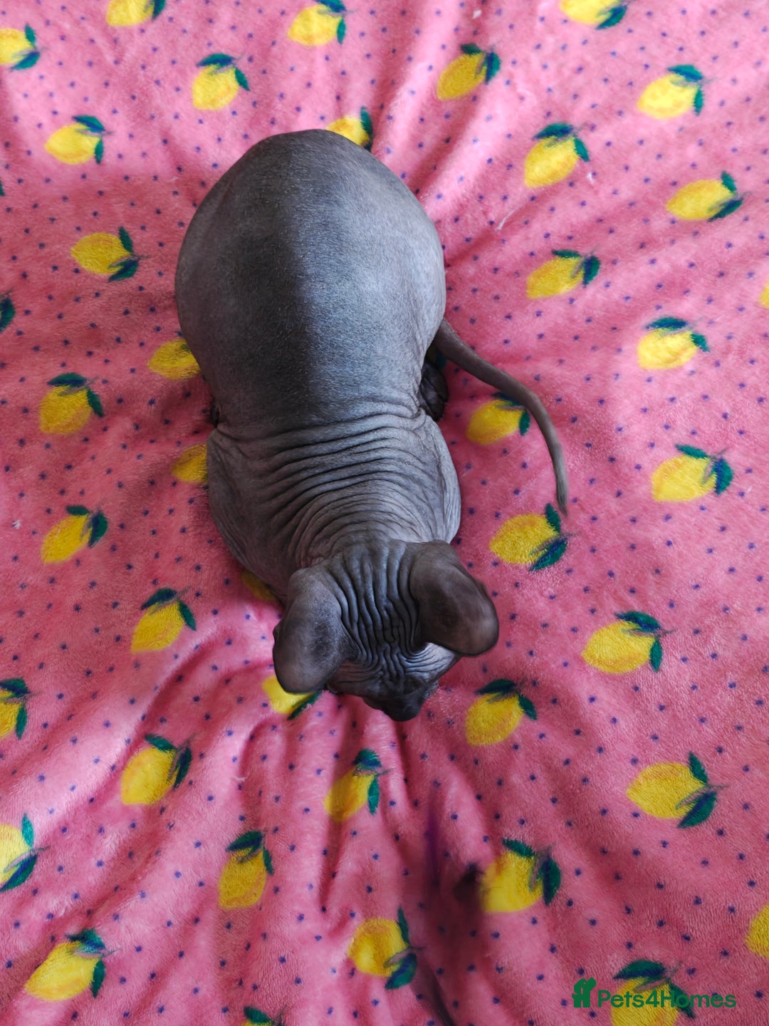 Sphynx cats for sale: 4 sphynx kittens 5months old - Image 4