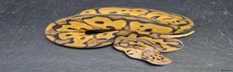 Python Snake reptiles for sale: UPDATED Various Ball Python Hatchlings - Advert 14