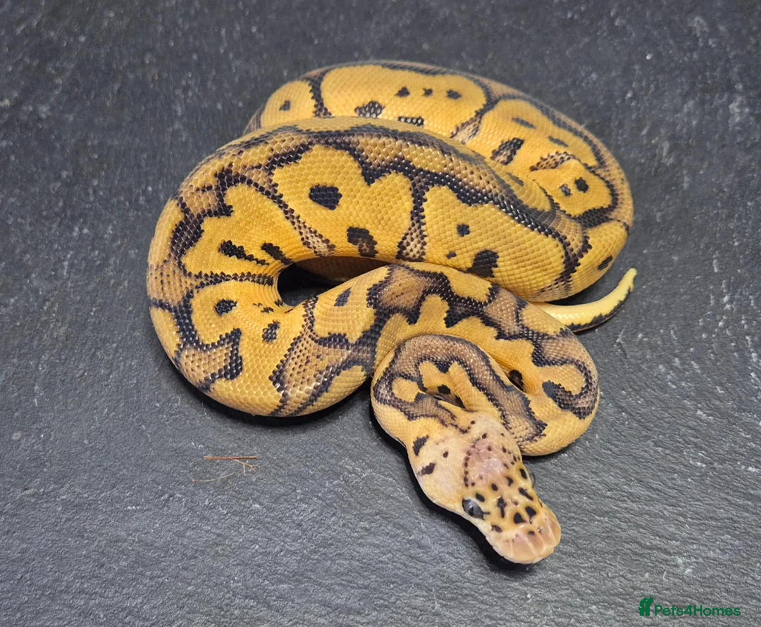 Python Snake reptiles for sale: UPDATED Various Ball Python Hatchlings - Advert 14