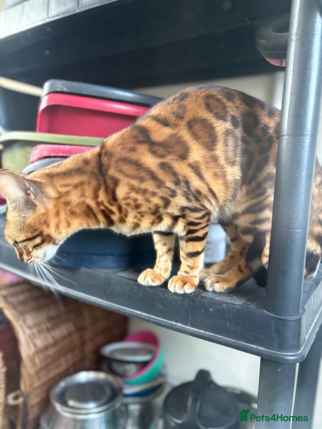Bengal cats for sale: Beautiful bengal female ready now  - Advert 4