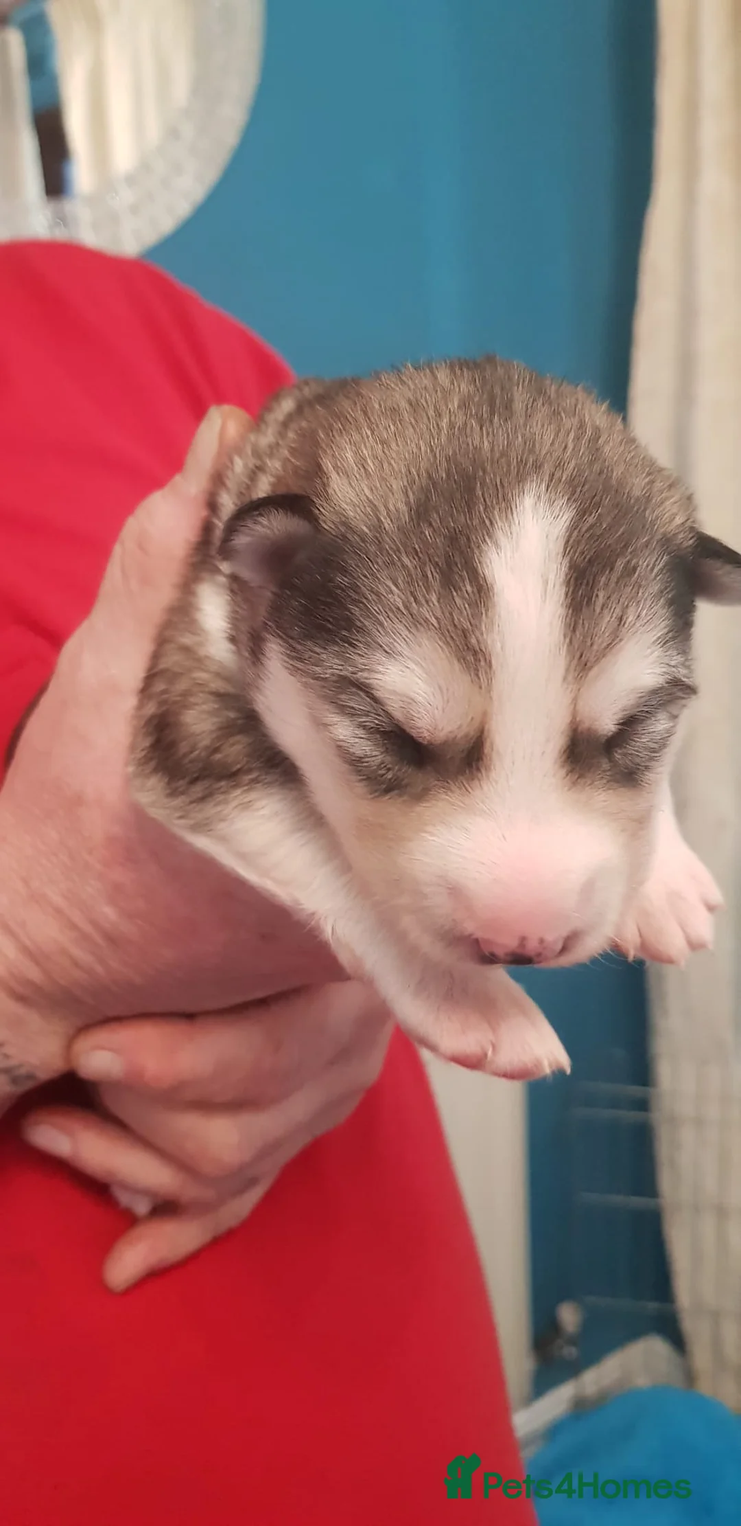 Siberian Husky dogs for stud: BLUE EYED HUSKY FOR STUD in Doncaster - Advert 23