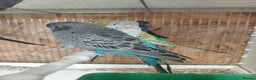 Budgerigars birds for sale: Blackface Budgies - Advert 1