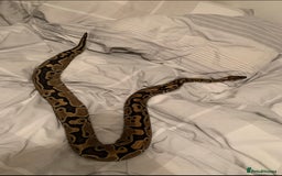 Python Snake reptiles for sale: Ball Python  - Image 1