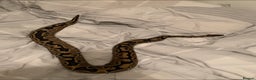 Python Snake reptiles for sale: Ball Python  - Advert 1